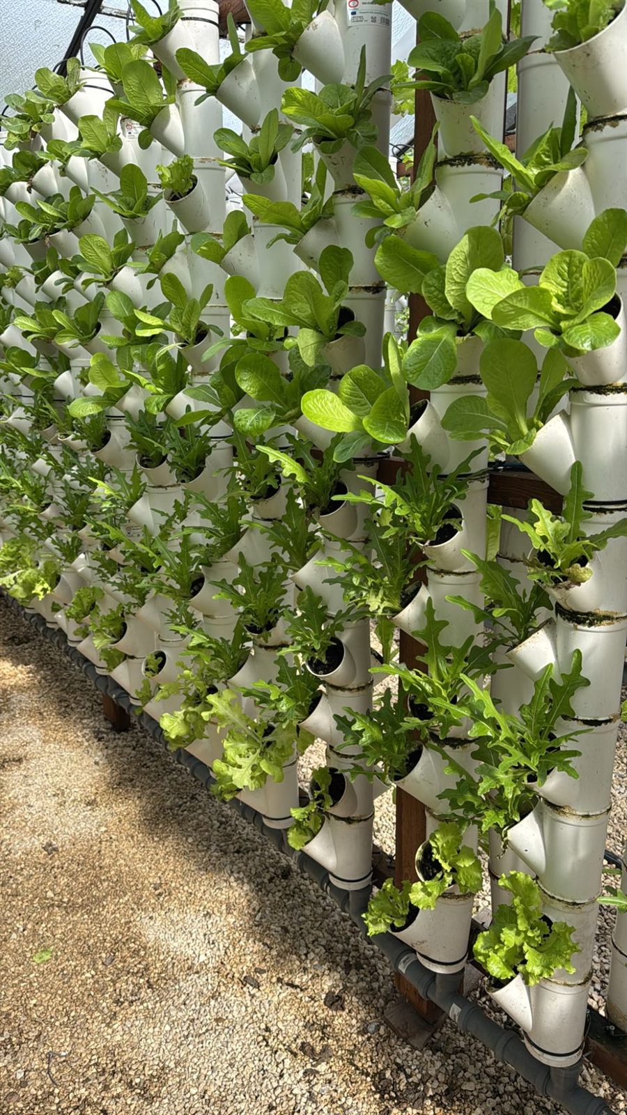 Le colonne verticali con le piantine di insalata
