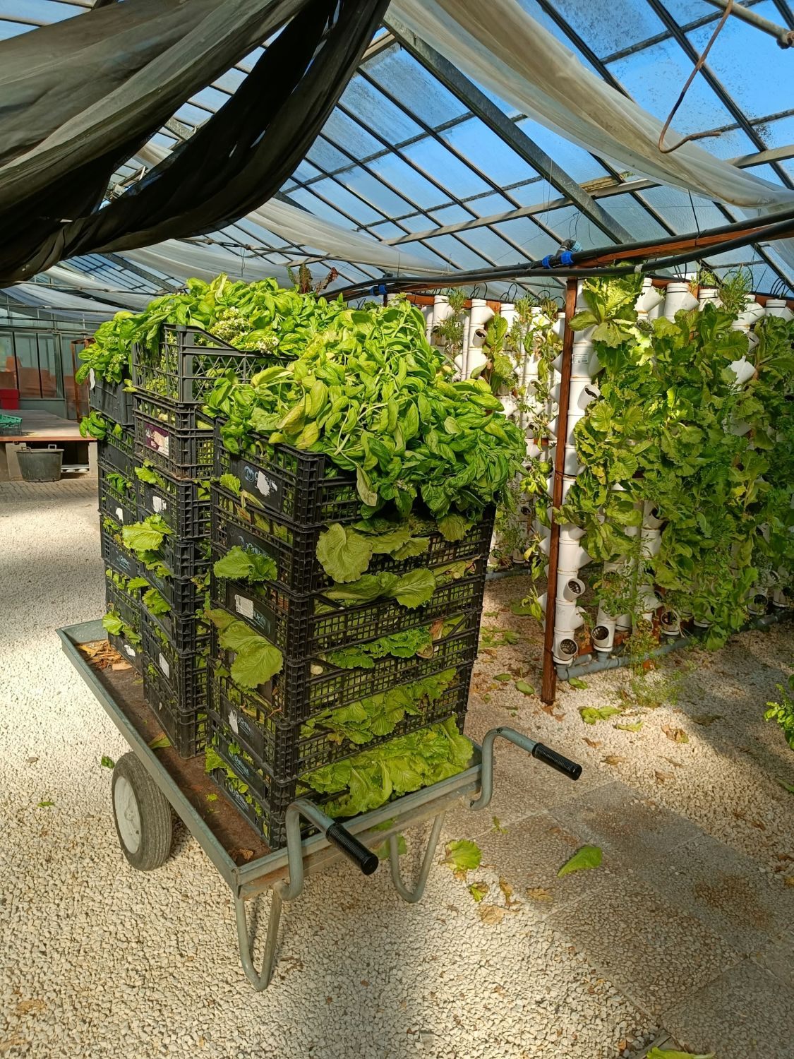 Cassette di verdure appena raccolte nella nostra serra al vivaio Europlant